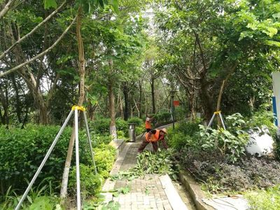 黎光社区公园百日行动保洁面积128538㎡,乔木修剪8株,灌木及绿化养护约3650㎡